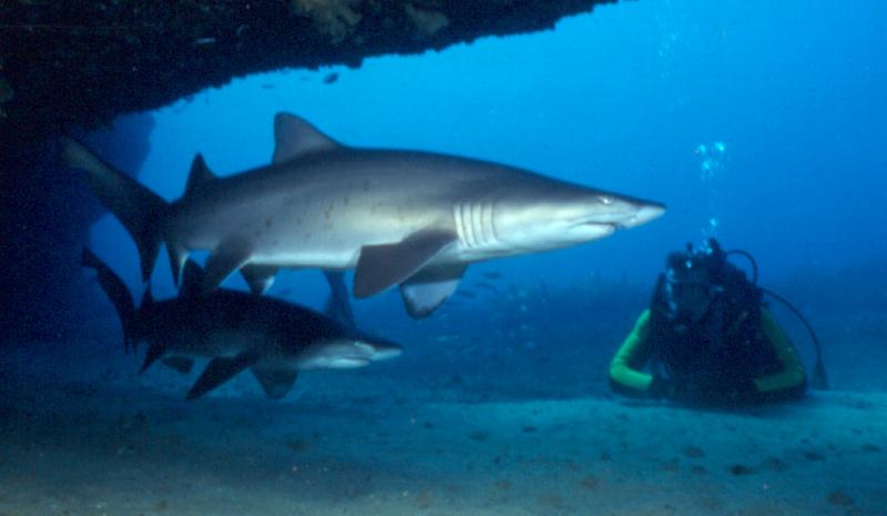 gal/Scuba_Diving/south_maroubra_sharks/AJ Shark.jpg